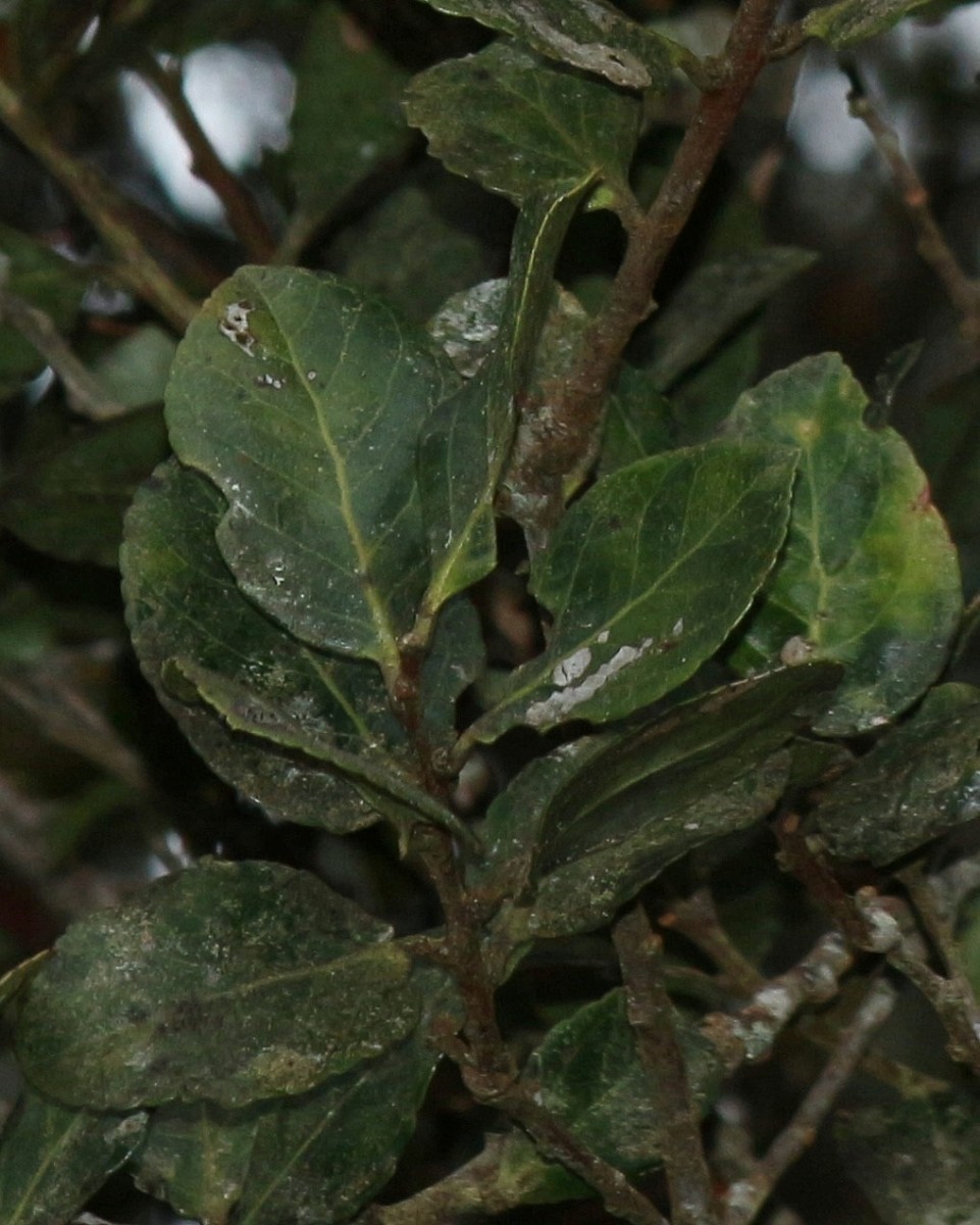 Vaccinium symplocifolium (D.Don ex G.Don) Alston